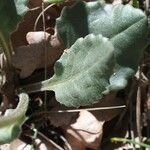 Senecio provincialis Leaf