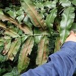 Coniogramme africana Hoja