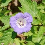 Nicandra physalodes Çiçek