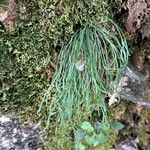 Asplenium septentrionale Агульны выгляд