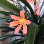 Clivia × cyrtanthiflora Blomst