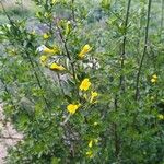 Chrysojasminum fruticans Fleur