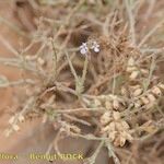 Salvia aegyptiaca Fruit