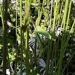 Molinia caerulea Blad