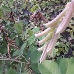 Crotalaria pallida Fruit