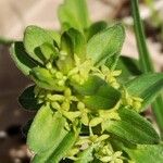 Cruciata glabra Flor