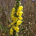 Verbascum densiflorum Blüte