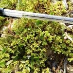 Aphanes australis Агульны выгляд