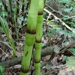 Equisetum telmateia 樹皮