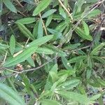 Berberis wilsoniae Leaf