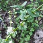 Triodanis perfoliata Corteza