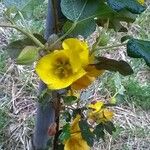 Fremontodendron californicum Fiore