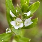 Veronica peregrina Flower