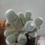 Mammillaria spinosissima خشب