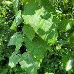 Vitis californica Blatt