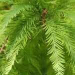 Taxodium distichum Yaprak