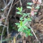 Hypericum hypericoides Листок