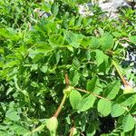 Astragalus chinensis