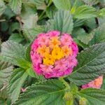 Lantana camaraЦветок