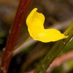 Utricularia gibba Flor