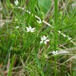 Thesium rostratum Flower