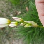 Nothoscordum bivalve Blomma