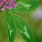 Trifolium pratense Fuelha