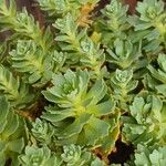 Rhodiola pachyclados Συνήθη χαρακτηριστικά