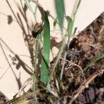 Trisetum paniceum 葉