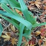 Allium porrum 葉