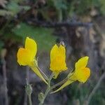 Linaria spartea Fleur