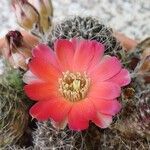 Echinopsis chamaecereus Kvet