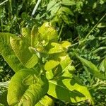 Asclepias purpurascens Leaf