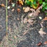 Calamagrostis arundinacea Fruto