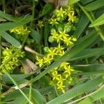 Sedum formosanum Flor