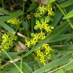 Sedum formosanum Λουλούδι