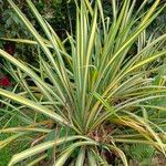 Pandanus tectorius Hoja