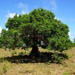 Pisonia subcordata Habit