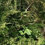Cotoneaster nitens Habitat