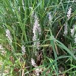 Liriope spicata Leaf