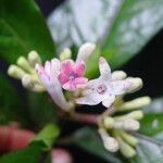 Chassalia gaertneroides Fleur