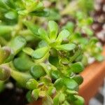 Sedum oreganum ഇല