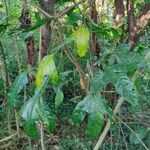 Dendropanax arboreus Blad