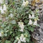 Antirrhinum molle Virág