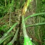 Philodendron cretosum 樹皮