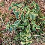 Aristolochia bracteolata Листок