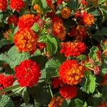 Lantana aculeata Flors