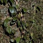 Bulbophyllum depressum Vekstform