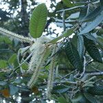 Notholithocarpus densiflorus Blad