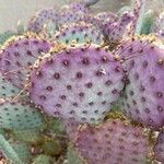 Opuntia macrocentra List